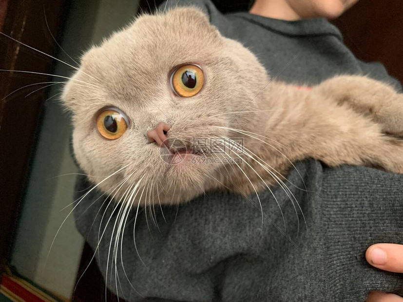 苏格兰折耳灰猫一只大眼睛的纯种大猫男孩抱着一种稀有品种的猫概念
