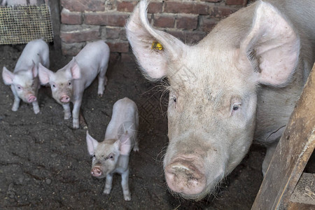 约克夏猪和它的三只小猪图片