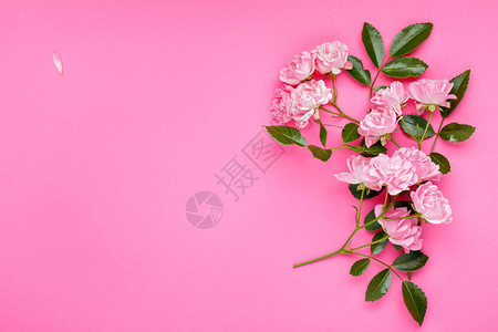 粉红色背景上的粉红色玫瑰花图片