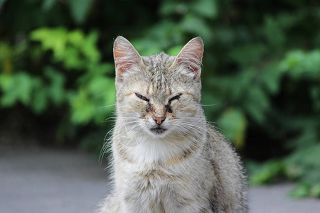 无家可归的猫感染了猫疱疹猫鼻气管炎或衣原体病鹦鹉热衣原体与眼睛结膜炎和全眼炎眼睛流图片