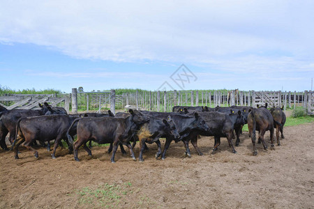 牛圈里的奶牛阿根廷肉类生产图片