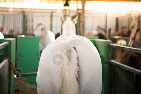 谷仓里的白马的背影图片