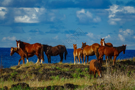 一群野马骑在复活节岛靠近图片