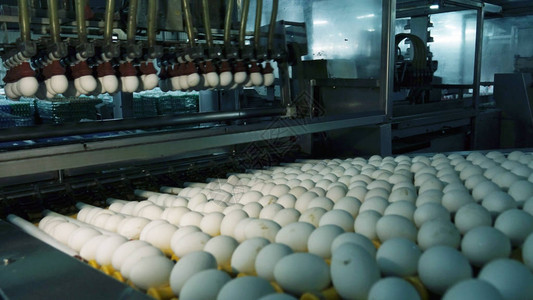 家禽养殖场的鸡蛋图片