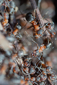 蚂蚁山红林蚂蚁近距离接近红蚁背景图片
