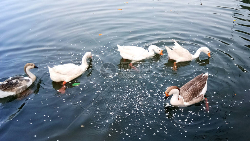 湖上一大群白鹅白鹅游泳鹅家鹅在池塘里游泳图片