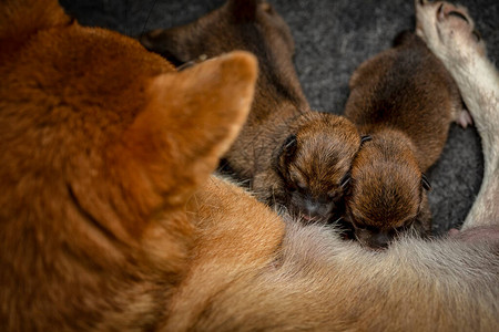 新生ShibaInu小狗的特写镜头日本柴犬美丽的柴犬小狗颜色棕和妈1天大宝背景图片
