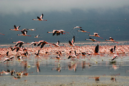 大批火烈鸟在东非Kanya图片
