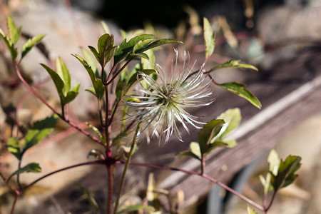 Clematis在秋天是小花朵图片