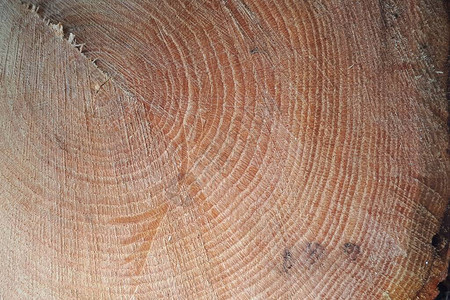树尽头的纹理锯断的木头地板上的粗图片