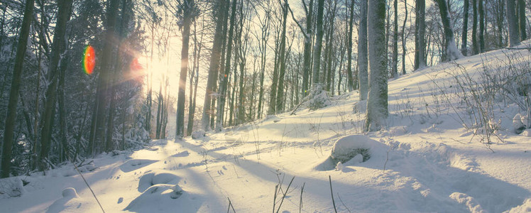 冬季森林景观中的阳光和雪图片