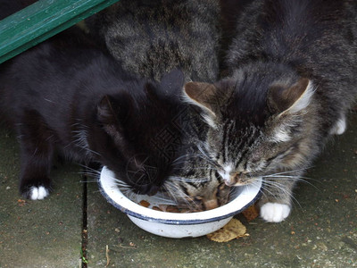 三只流浪猫吃掉一图片
