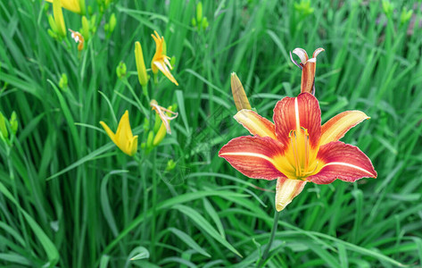 花园里的老虎百合花俗称东方星际迷航莉OasternStargazer背景图片