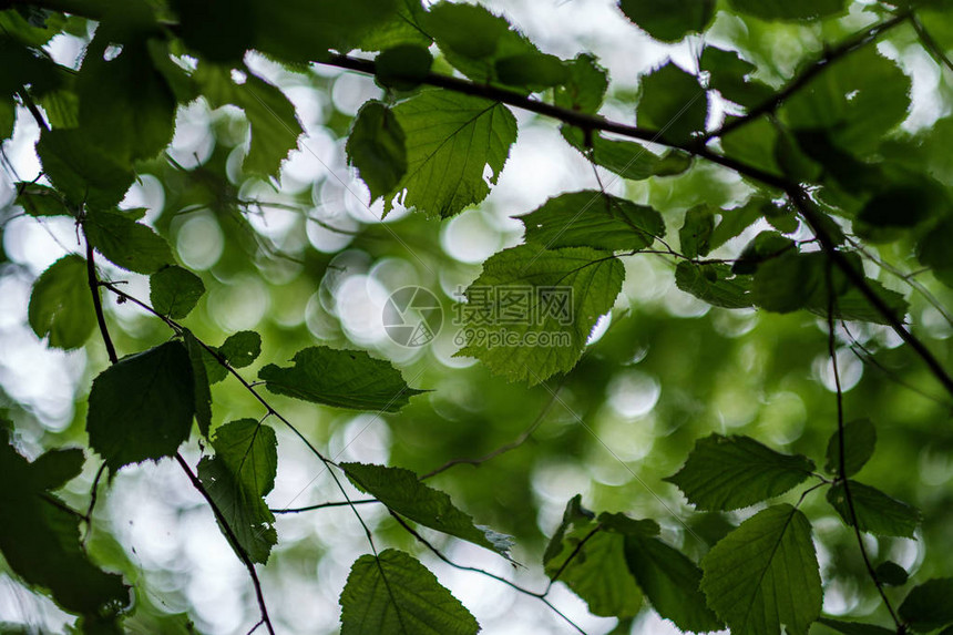 春雨过后林中青嫩的林树叶图片