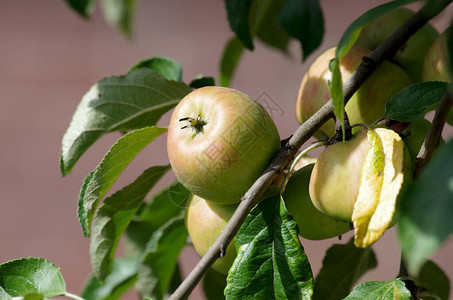 成熟的苹果挂在树上图片