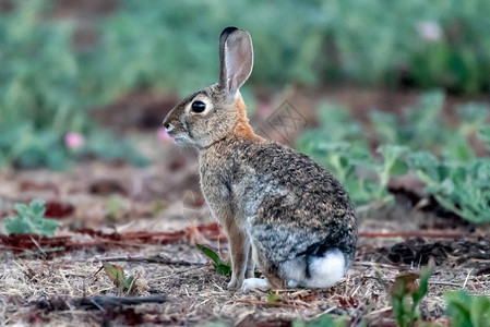 警告尾兔子耳朵竖立不动一边在荒野里留意背景图片