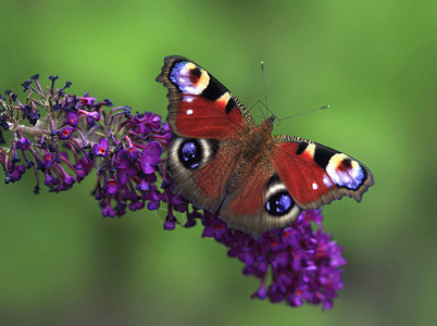 夏日花园里五颜六色的蝴蝶背景图片