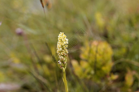 一座高山植物小白兰花的朵Pseudorchisa图片