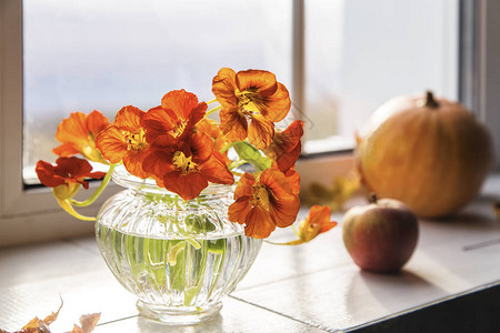窗台上的金莲花秋季花束图片