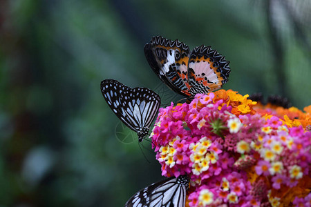 花上美丽的蝴蝶吃花蜜图片