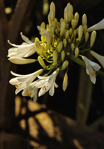 墨尔本植物园里的鲜花图片