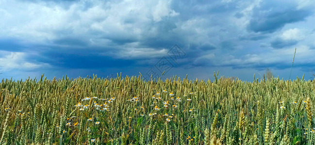 夏季全景与麦田和雨云黑麦田上空的乌云与领域和天空的美妙的夏天风景图片