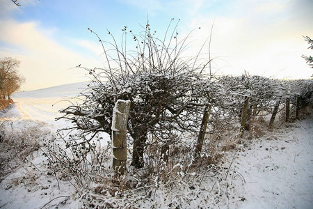 冬时积雪的树篱图片