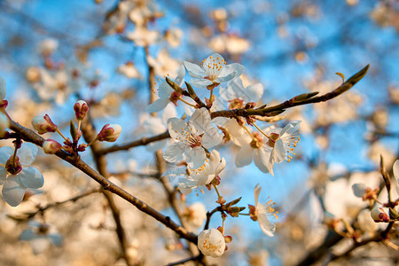 梅花枝春白花梅花开背景图片