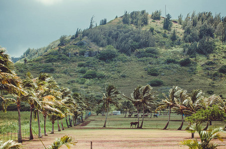 当风吹到夏威夷棕榈树叶图片