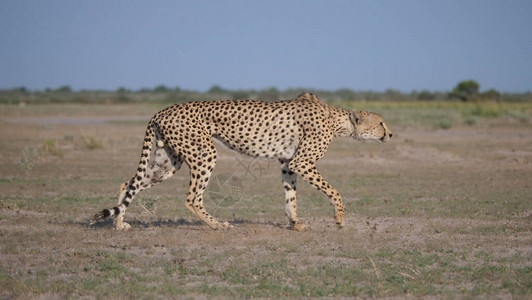 博茨瓦纳卡拉哈里中部狩猎保护区的C图片