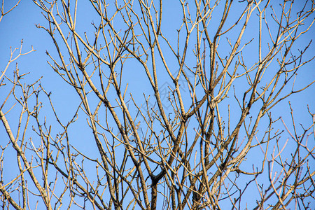 一棵蓝天背景的树干枝叶在图片