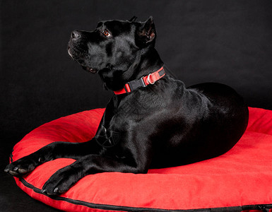 黑色背景上的品种CaneCorso的黑色大狗红色软床垫上有项图片