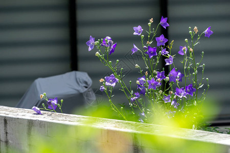 在夏季盛开季节在墙上种植的紫色白兰地冬图片