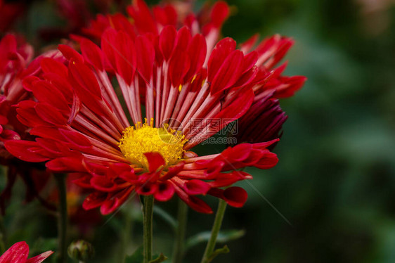 明亮盛开的菊花特写图片