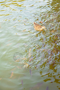 美丽的野鸭在池塘游泳图片