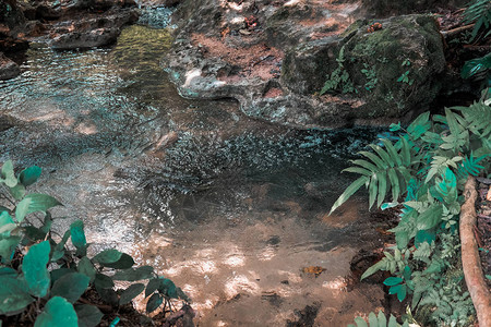 夏日森林中流淌的溪水图片