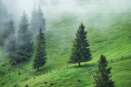 山中的雾林景观与树木和领域雨后的风景背景视图自图片