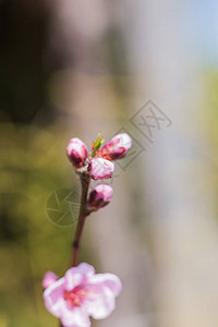 粉色樱花的绿芽图片