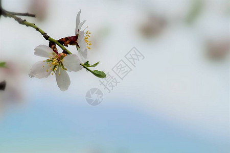 白色花花图片