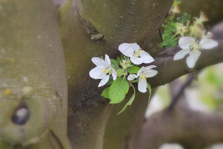 白色鲜花特写背景图片