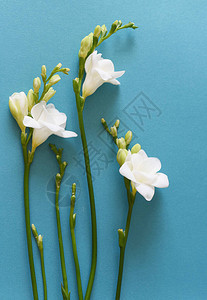 蓝色背景上的白色小苍兰花图片