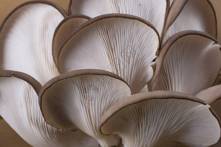 平菇或平菇作为容易栽培的蘑菇背景图片