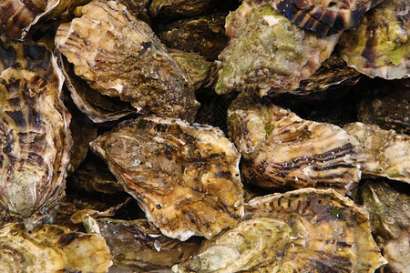 鱼市场牡蛎的背景图片