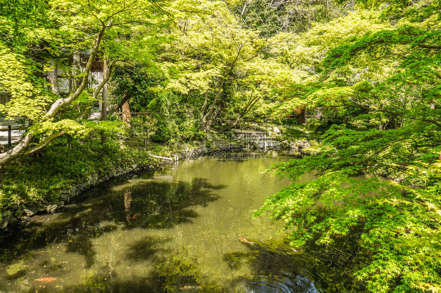 柳原神池初夏图片