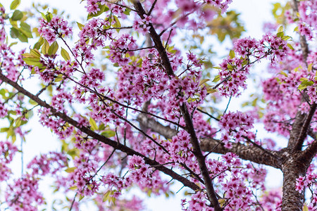 樱花树的花枝图片