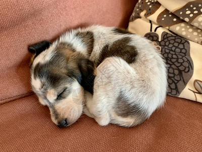 睡在沙发上的小狗Bagle猎犬小猎犬和巴图片