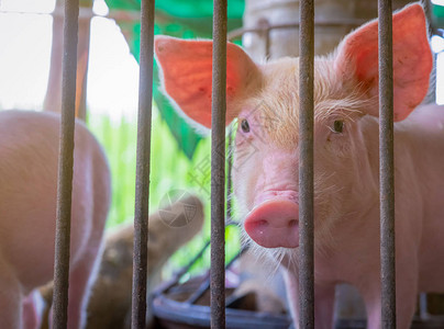 可爱的小猪在农场健康的小粉红猪畜牧业肉类行业动物肉市场非洲猪瘟和猪流感的概念养猪哺乳动物猪圈里图片
