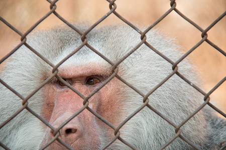 动物园笼子里的狒图片