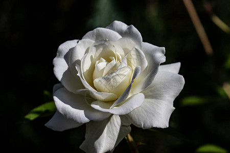 黑暗背景下完美无瑕的白玫瑰图片