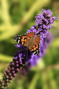 五颜六色的蝴蝶坐在花丛上背景图片